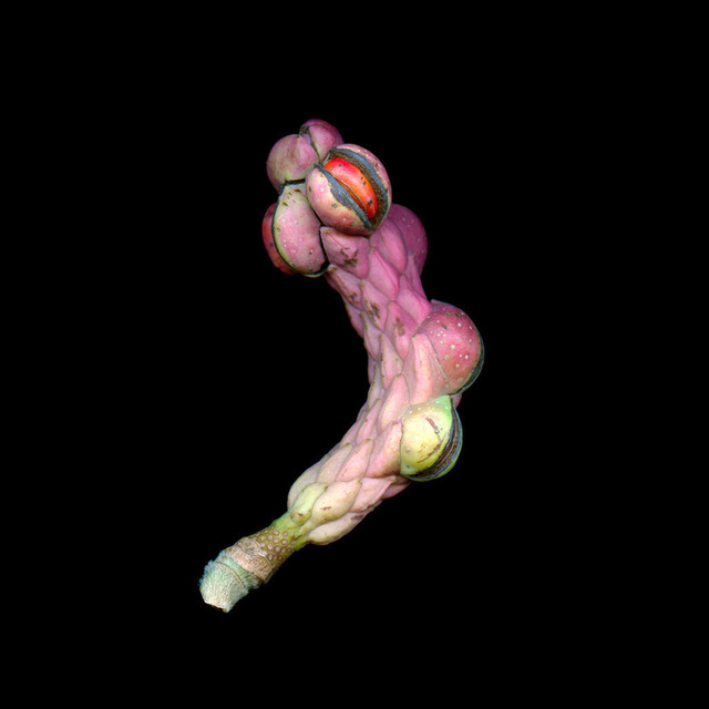 Magnolie Frucht | Magnolie Frucht mit Samen - Realisiert mit Pictrs.com