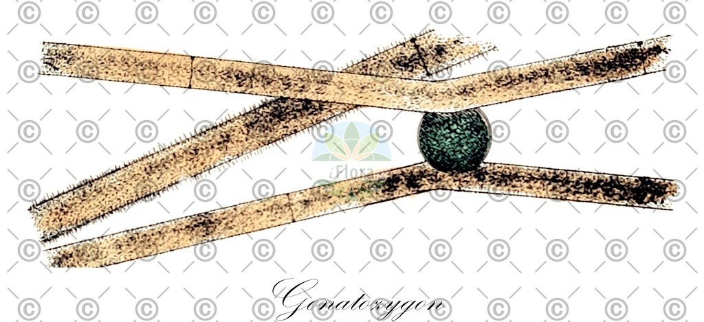 HistAbb_wfo-0001198908_3_ENZY_Simple | Historische Abbildung von Gonatozygon - Gonatozygaceae (0) | Historical Illustration of Gonatozygon - Gonatozygaceae (0)