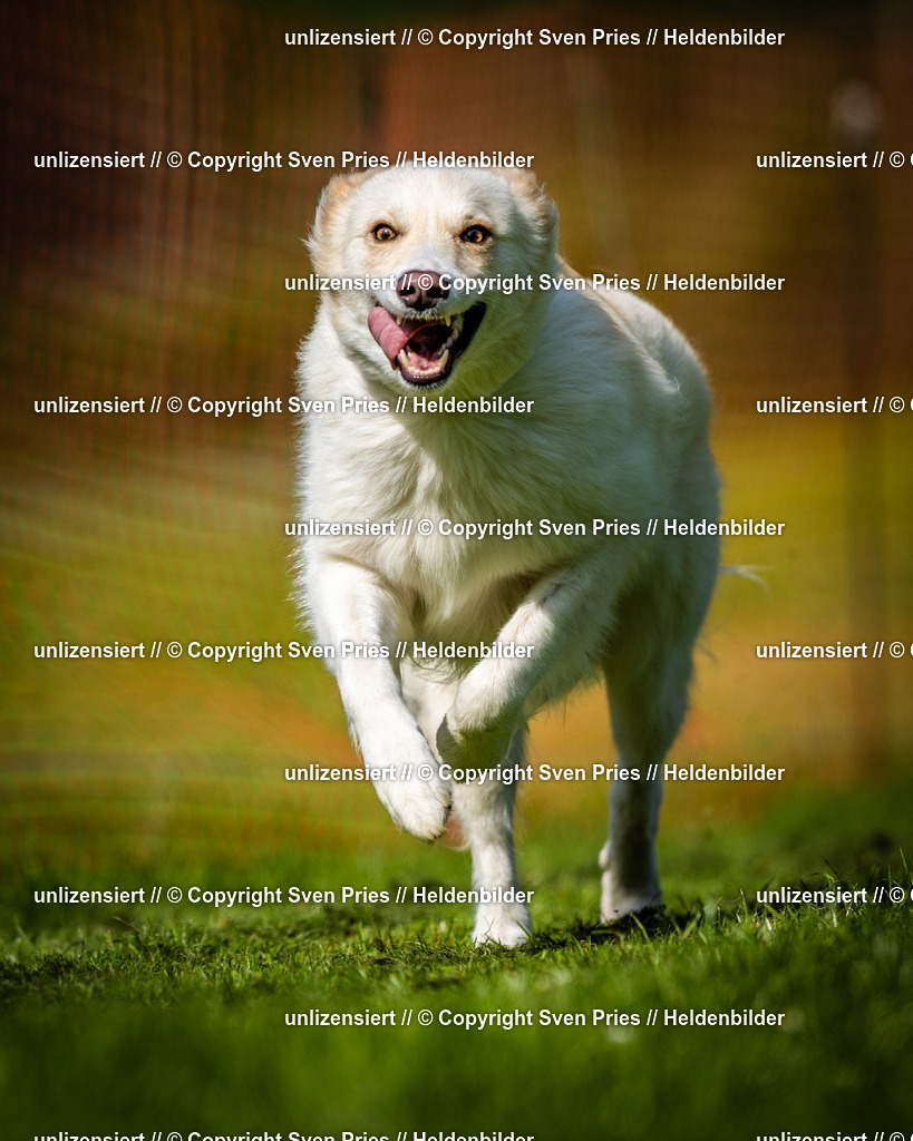 Sven Pries | 2025-04-13 - Hunderennen Baden-Baden - Realisiert mit Pictrs.com