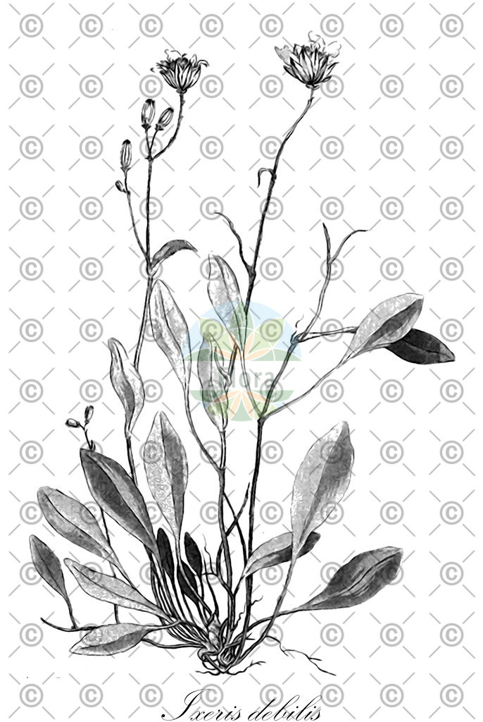 HistAbb_wfo-0001137455_1_ENZY_Simple | Historische Abbildung von Ixeris debilis - Asteraceae | Historical Illustration of Ixeris debilis - Asteraceae