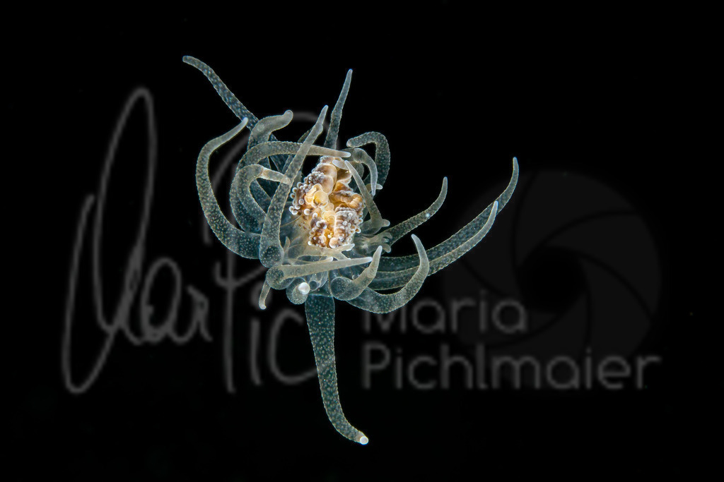 ? | Bunodeopsis strumosa? Alicia mirabilis juvenile ? - Realisiert mit Pictrs.com