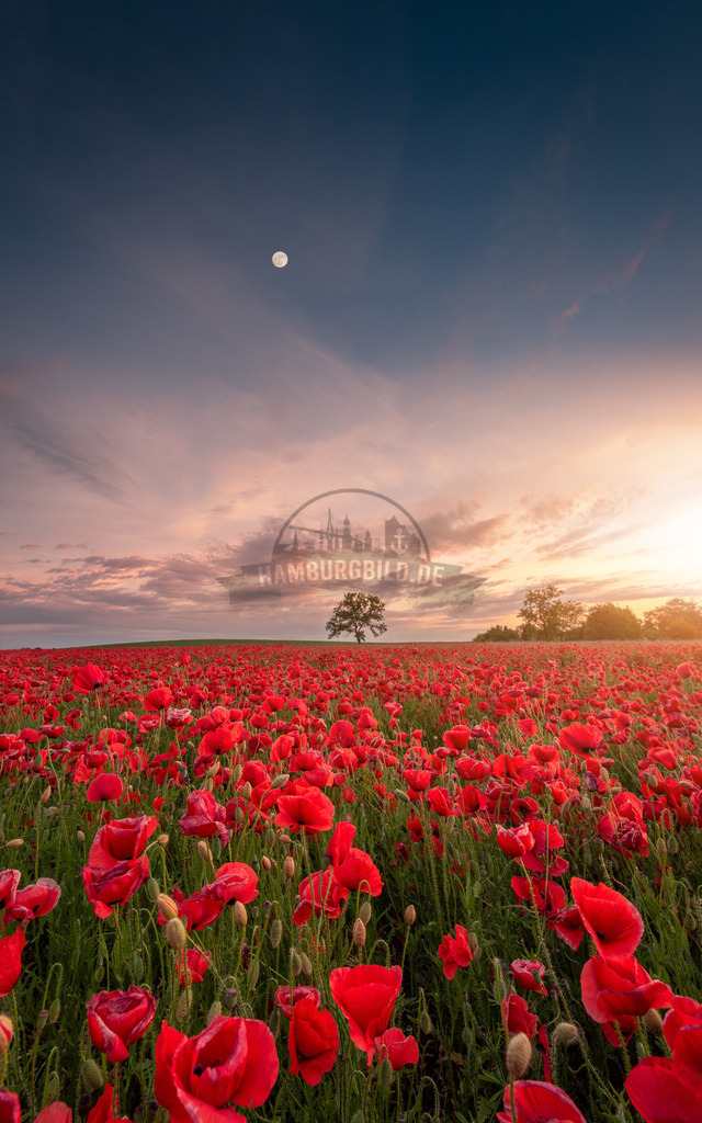 Hochkant-Motive-by-stativkunst.de-029 | Exklusive Hamburg collagen, tolle Segelbilder und viele weitere tolle Motive auf Leinwand, Poster, Alu-Dibond, u.v.m. findet Ihr bei uns auf hamburgbild.de. Findet Euer Wandbild für Euer Zuhause, Büro oder die  Praxis…. - Realisiert mit Pictrs.com