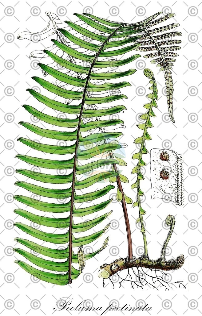 HistAbb_wfo-1000033739_1_ENZY_Simple | Historische Abbildung von Pecluma pectinata - Polypodiaceae | Historical Illustration of Pecluma pectinata - Polypodiaceae