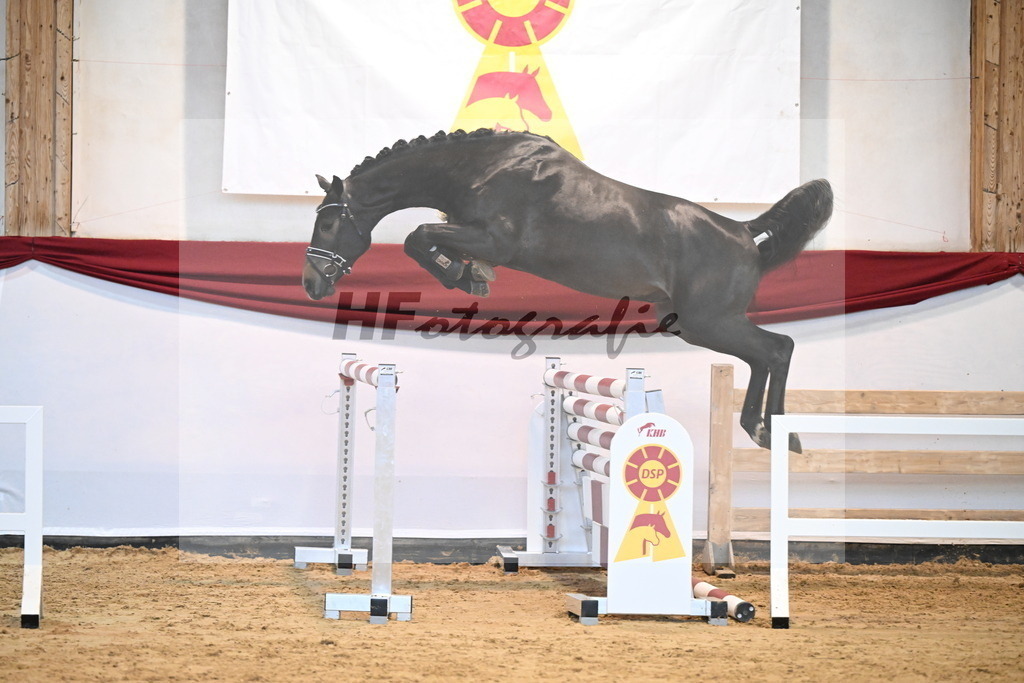 Kat-Nr. 16 Cizero Z x Clinton_Schill_47241146 | hf-fotografie - Realizzato con Pictrs.com