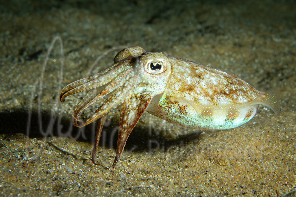 Sepia officinalis | Sepia / Cast: Sepia. Ang: Common cuttlefish. Fr: Sèche - Realisiert mit Pictrs.com