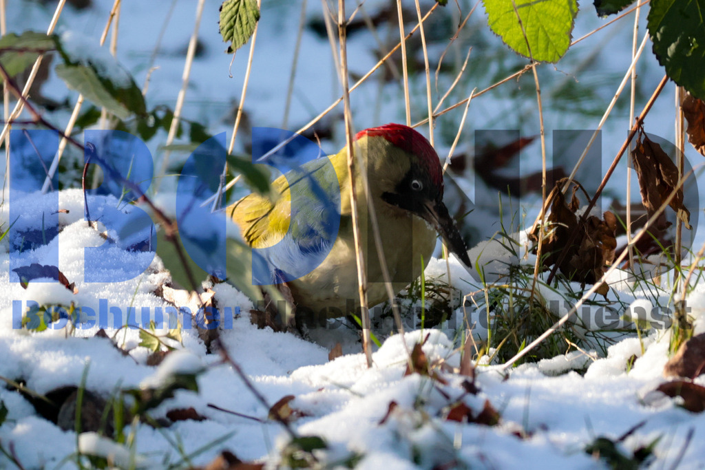 Gruener Specht {date} -  | {headline}



(Foto: Sebastian Sendlak / BOND)

 - Realisiert mit Pictrs.com
