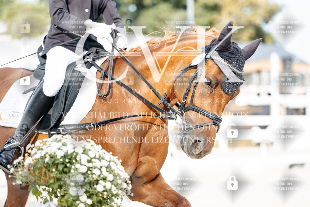 CK903837 | Turnierfotografie Pferdefotografie Trier Rheinland-Pfalz Pferdesport Reitsport Tierfotografie Sportfotografie Pferdevideo Pferdevideografie Equestrianvideography equestrianphotography  - Realisiert mit Pictrs.com