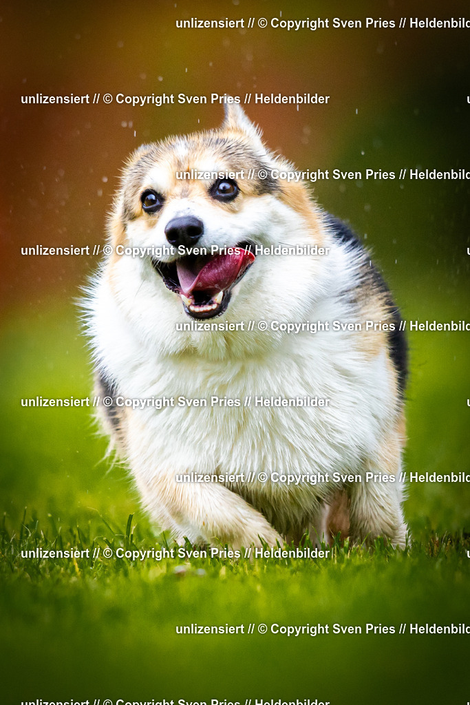 Sven Pries | 2025-09-21 - Hunderennen Baden-Oos - Realisiert mit Pictrs.com