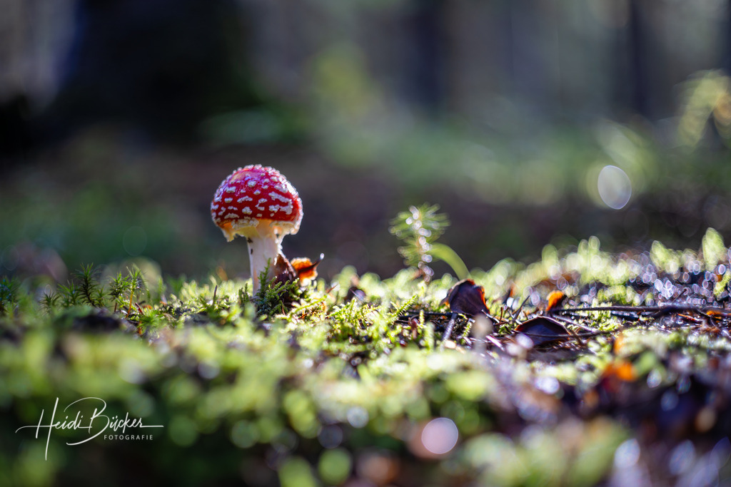 Fliegenpilz im Fichtenwald | Kleiner Fliegenpilz in einem sonnendurchfluteten Fichtenwald - Realisiert mit Pictrs.com
