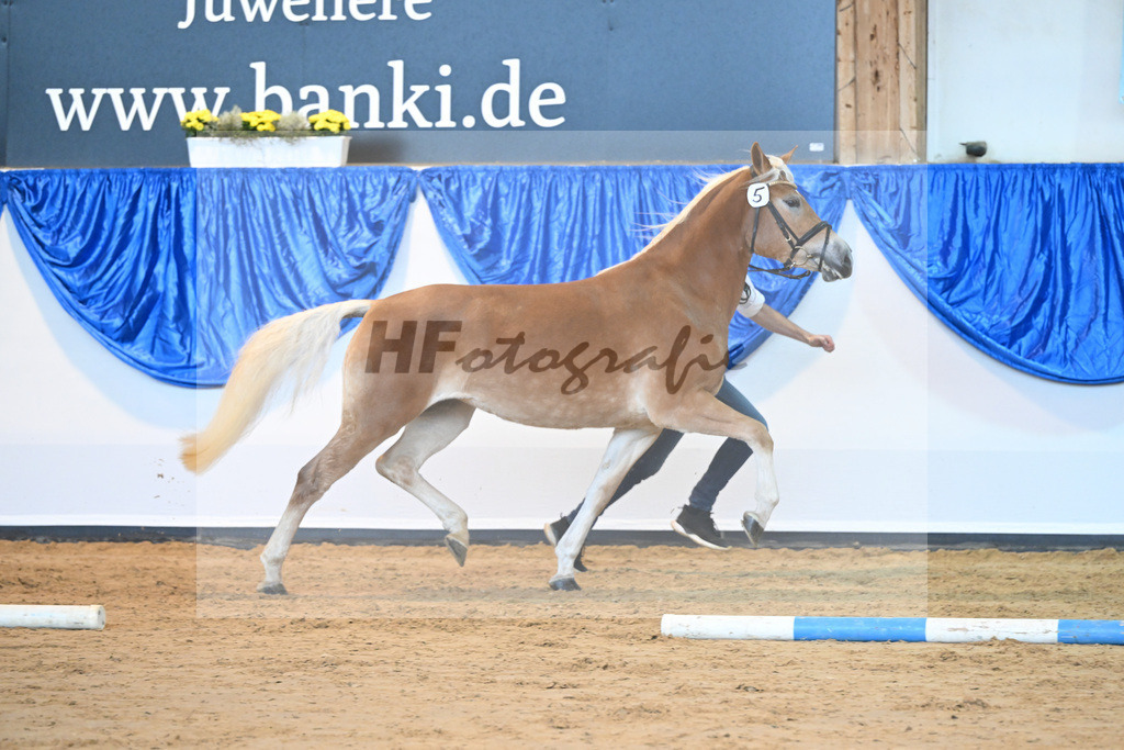 Kat-Nr. 5 Wayana v. Starkwind_Aigner_60221086 | hf-fotografie - Realisiert mit Pictrs.com