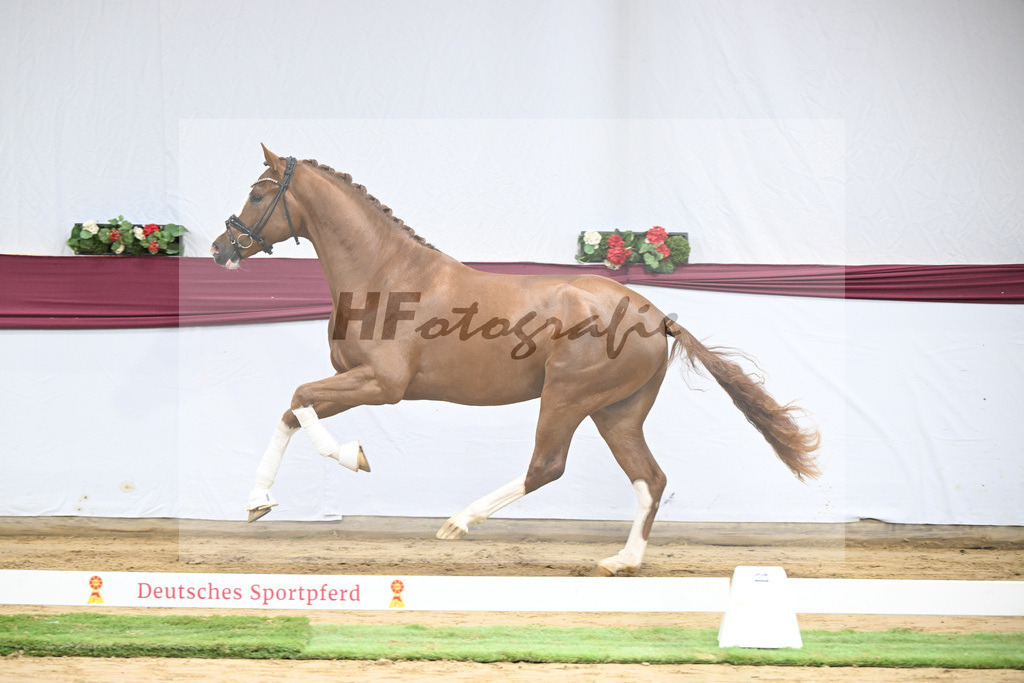 Kat-Nr. 140 Juwel x Vitalis_BG Westhoff u Rothenberger_47253168 | hf-fotografie - Realisiert mit Pictrs.com