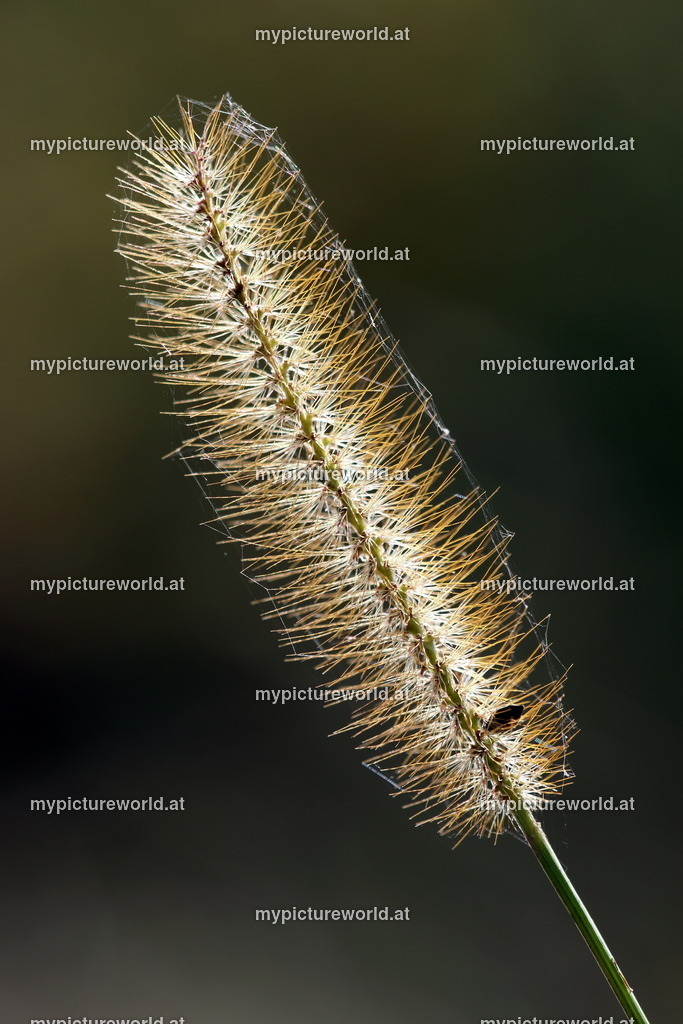 Wiesen-Lieschgras-001 | Ähre mit Mutterkorn - Realisiert mit Pictrs.com