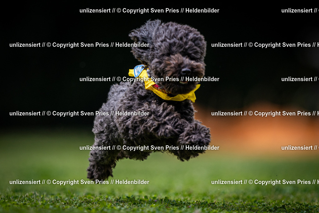 Sven Pries | 19. Allgemeines Hunderennen Karlsruhe Durlach - Realisiert mit Pictrs.com