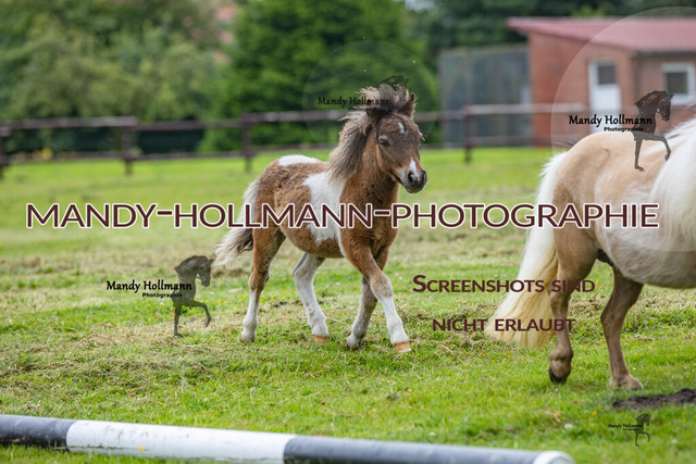 Fohlenschau 10.7 (20) | mandyhollmannphotographie