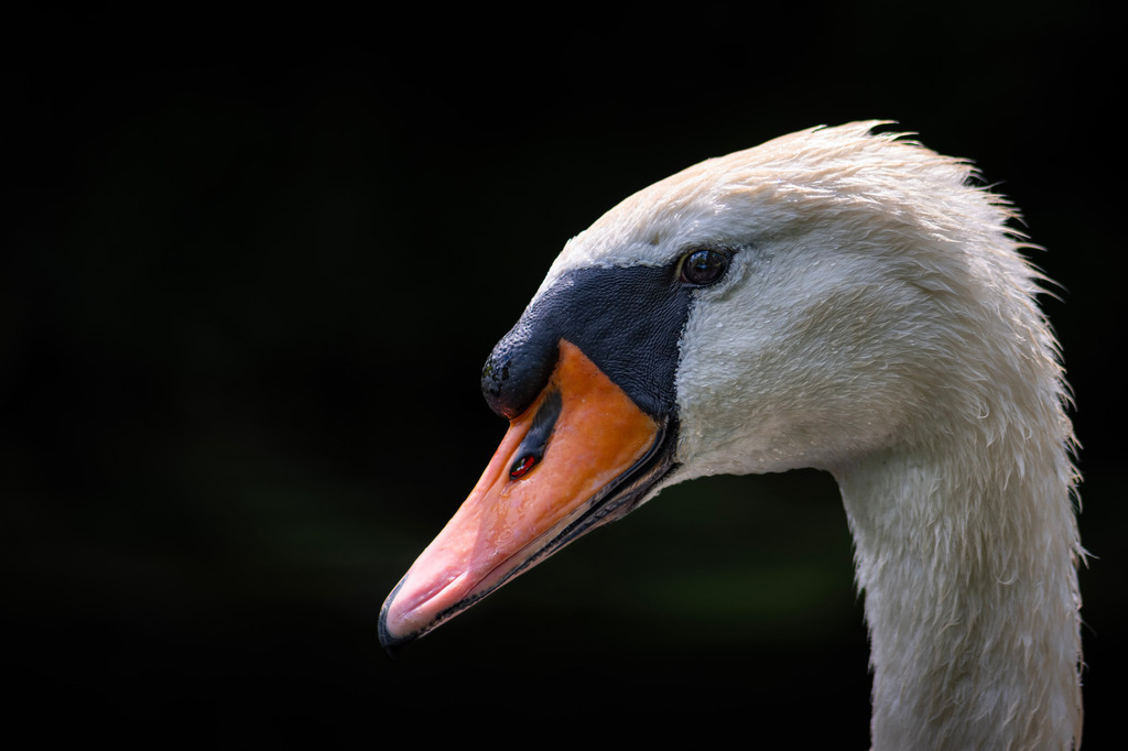 _DSC4304 | kaefersammler_roy - Realisiert mit Pictrs.com