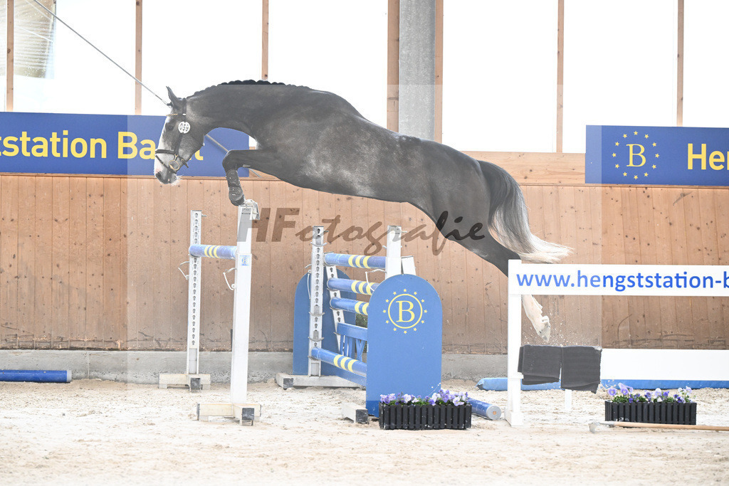 Kat-Nr. 59 Cataleya v. Cullinan du Borget B_Dechant_7240313 | hf-fotografie - Realisiert mit Pictrs.com