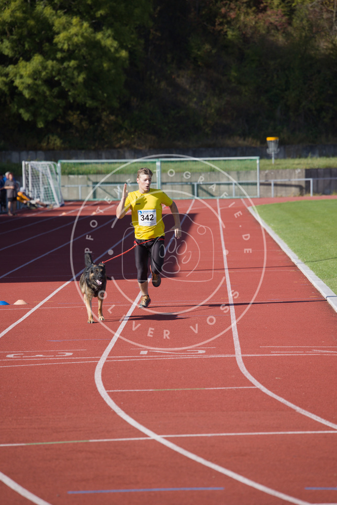 0L8A9029 | Hundefotografie, Tierfotograf, Pfotenfotografie, Fotoshooting Hund, Hunde Portrait, Hundesport, Hundeportraits, Heideshooting, Hunde, Sportfotograf, Hundefotograf, Turnierhundsport, THS,  - Realisiert mit Pictrs.com