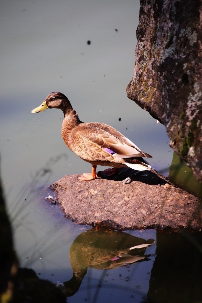 sunbathing duck | Künstler/in Member of AKM/austromechana. Troubadour. 2026 a fascinating journey began with Tatjana my AI muse✨ METISSIREN set sails and left the harbor ⛵