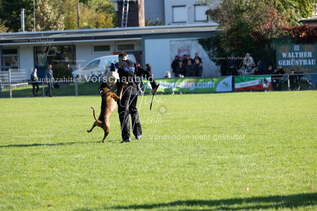 _16A5015 | Einzigartige Fotos von Hunden & Menschen –Actionfotos, Portraits, Vereinsaufnahmen & Paarshootings – authentisch, lebendig & mit Herz.