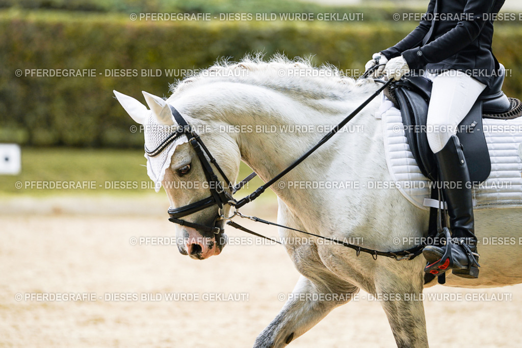 DSC09454 | Pferdegrafie