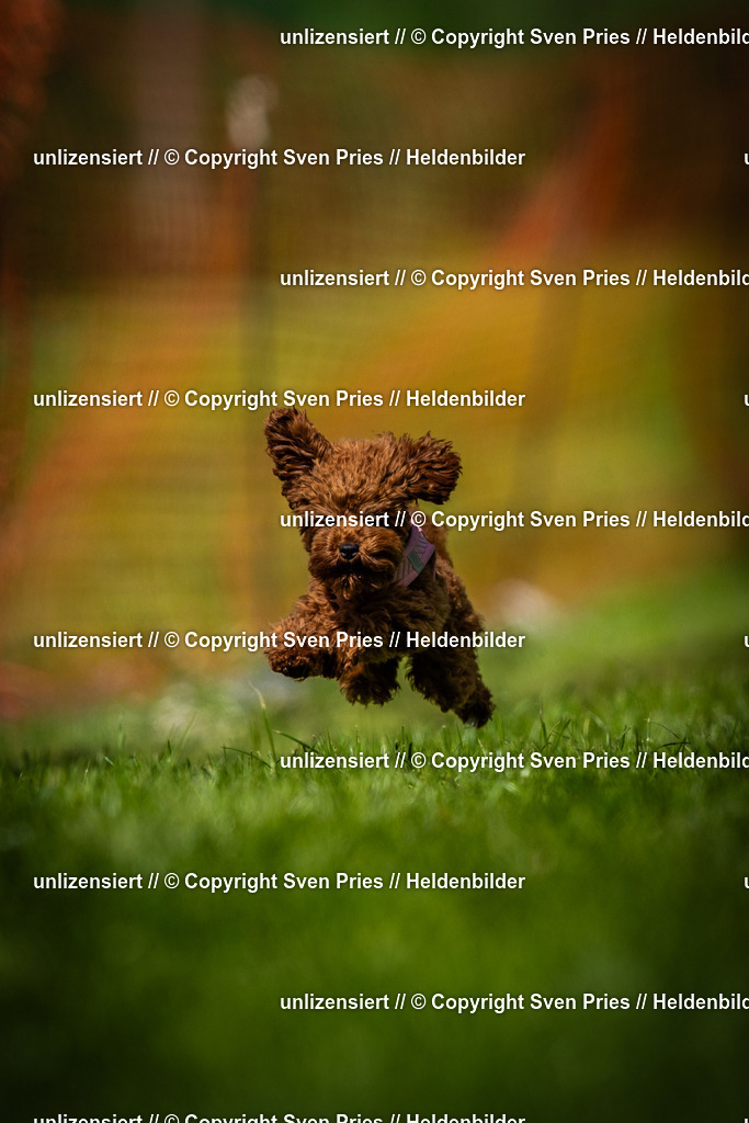 Sven Pries | 2025-04-13 - Hunderennen Baden-Baden - Realisiert mit Pictrs.com