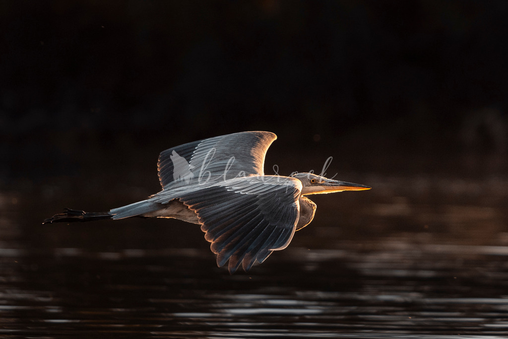 HS_-8129 | Sportbilder, Sportfotograf, Hochzeits- und Eventfotografin, Flugshows, Portraits und Tiershooting, Aviation, Downhill, Nationalleague, Swissleague, International