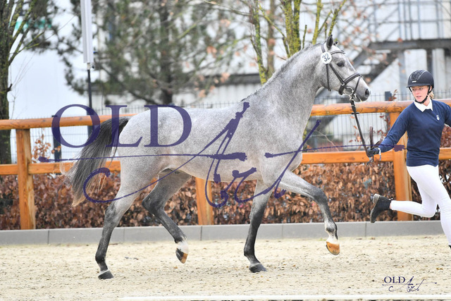 32 DE421000042320 HM Unlimited - Corrado I - Leandro DSC_0002 | <meta name="description" content="★Offizieller Merchandise und Foto-/Videostore des Oldenburger Verbandes.★ ✅Jetzt auch digital Ausdrucke erhältlich." />
<meta name="keywords" content="Merchandise Foto-/Videostore Oldenburger Verband Photographie 