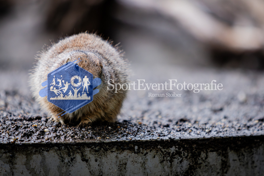 IMG_6087 | SportEventFotografie - Roman Stoiber