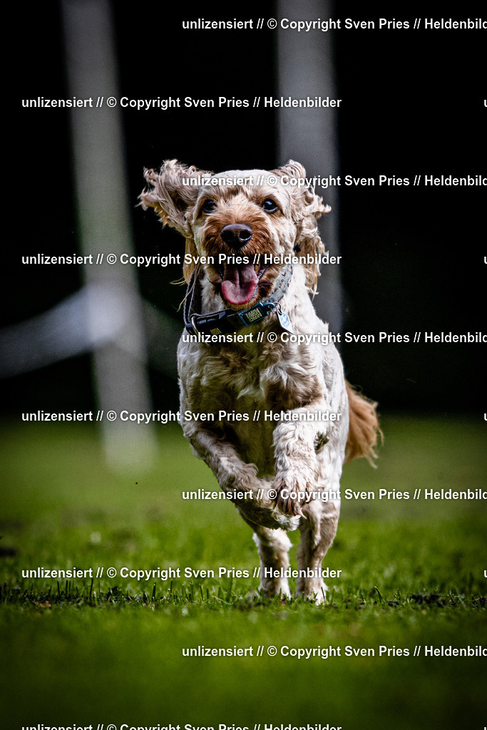 Sven Pries | 2025-10-03 - Hunderennen Obergrombach - Realisiert mit Pictrs.com