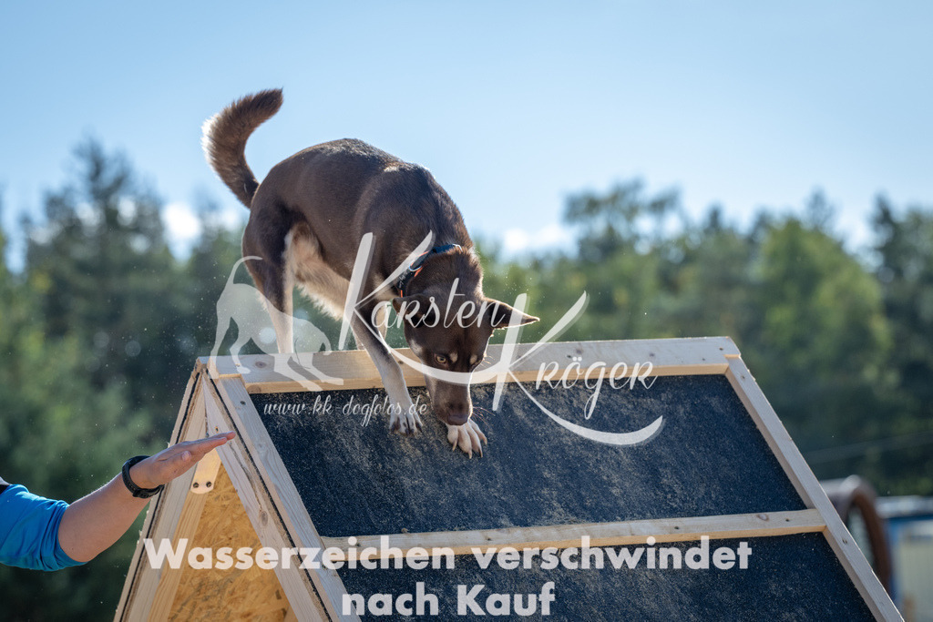 1210_ZZ92496-2 | kk-dogfotos