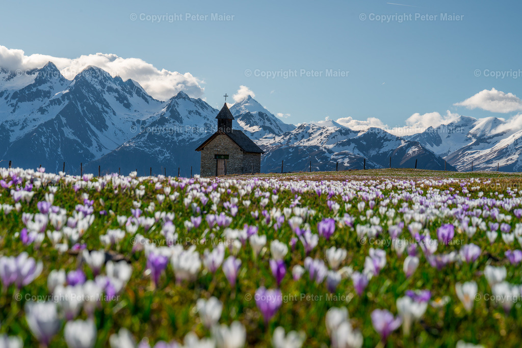 Glocknerblick_Krokusse_2024-43 | piet_flosse