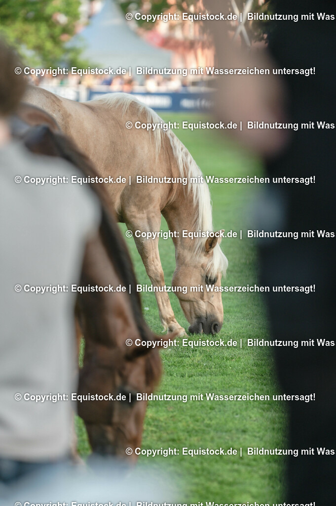20230526_Impressionen_0361 | equistock