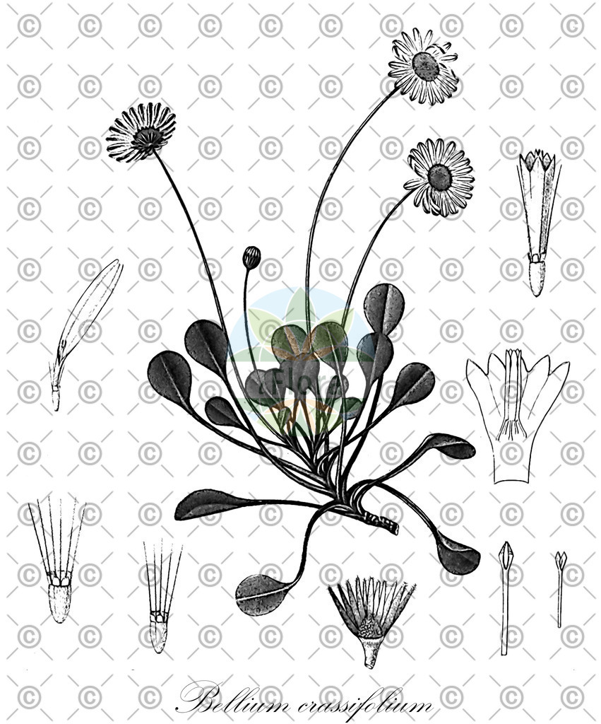 HistAbb_wfo-0000134163_1_ENZY_Simple | Historische Abbildung von Bellium crassifolium - Asteraceae | Historical Illustration of Bellium crassifolium - Asteraceae