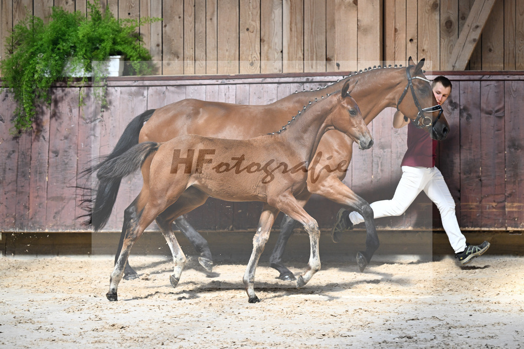 Kat-Nr. 13 Chin Grey x Christiano_SF_Schuster u Schmid-Zemann_25250119 | hf-fotografie - Realisiert mit Pictrs.com