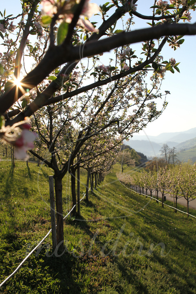 Apfelblüte Mostviertel Randegg | Bei Veröffentlichung des Bildes ist eine Namensnennung wie folgt erforderlich: 
Foto: Mostdirn Irmgard Wieser - Realisiert mit Pictrs.com