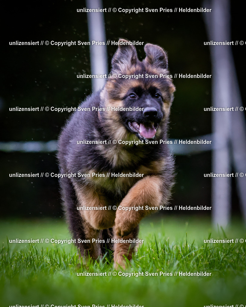 Sven Pries | 2024-10-19 - Hunderennen Ober-Grombach - Realisiert mit Pictrs.com