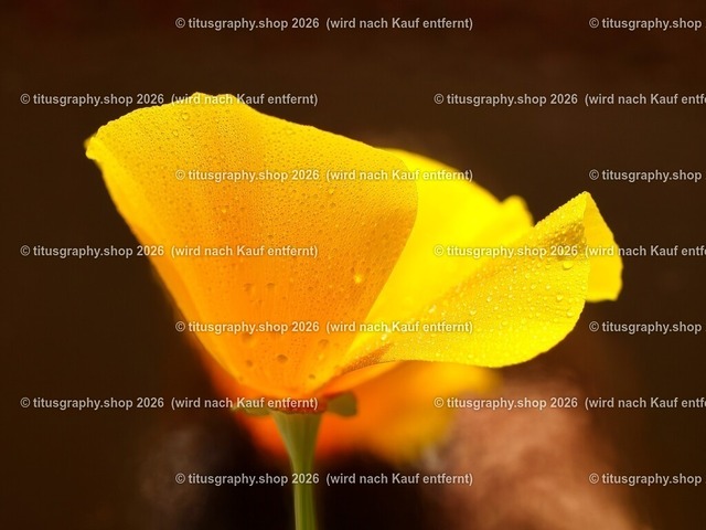 titusgraphy_P6201355-vz-ln | titusgraphy-shop: Geschenkideen mit Qualitätsfotos. titusgraphy-shop: gift ideas with quality photos. titusgraphy-shop: idées cadeaux avec photos de qualité.  - Realisiert mit Pictrs.com