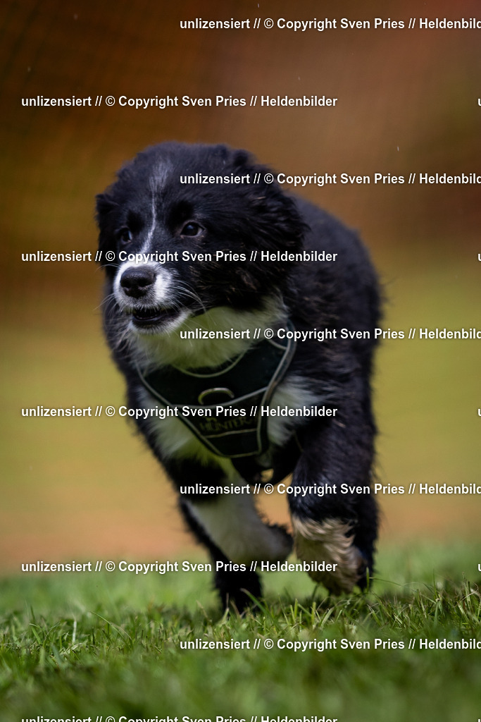 Sven Pries | 2024-04-21 - Hunderennen Baden-Oos
Foto: Sven Pries - Realisiert mit Pictrs.com