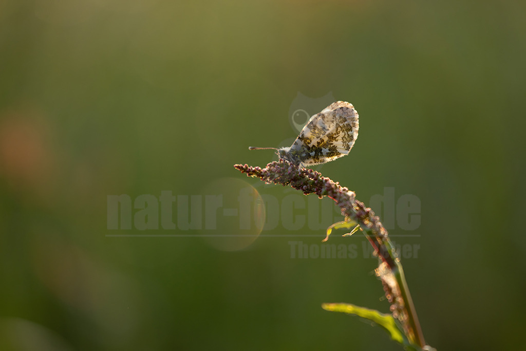 R5NF0867-20230518 | Aurorafalter lassen sich auf Wiesen oder an Wegrändern in Wäldern antreffen. Vor allem Kreuzblütler, wie das Wiesenschaumkraut, werden regelmäßig angeflogen. Während Männchen an den Vorderflügeln eine auffällig orangefarbene Stelle besitzen, sind die Flügel der Weibchen rein weiß. - Realisiert mit Pictrs.com
