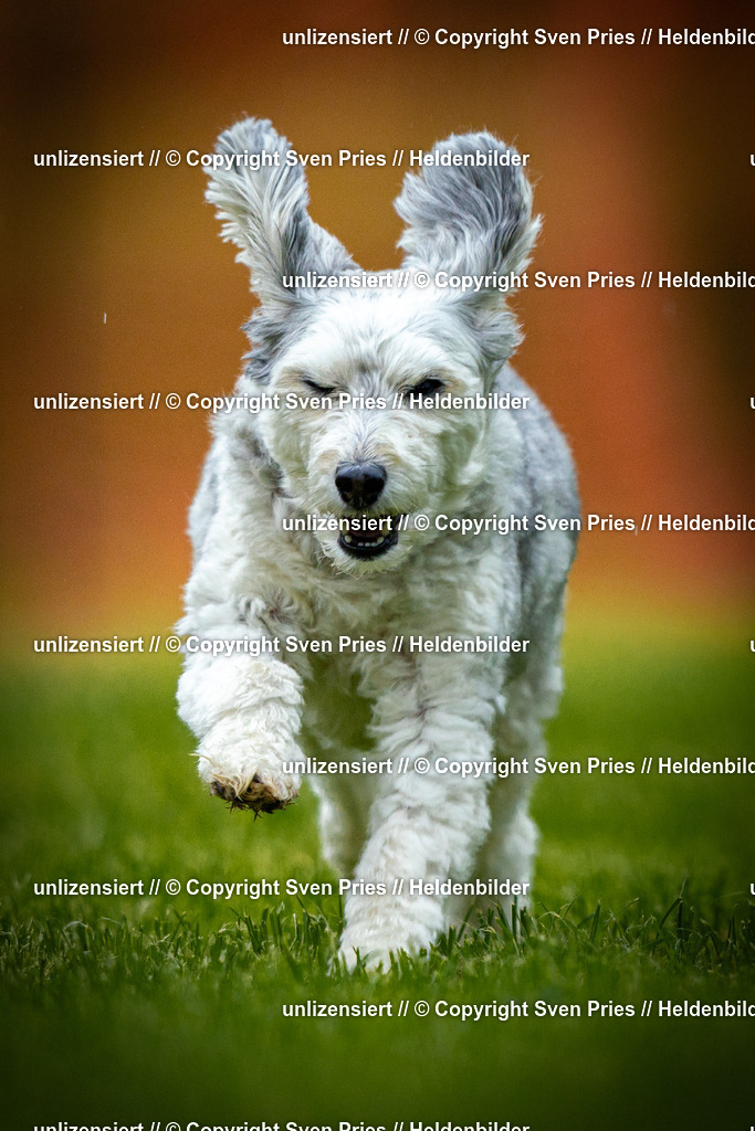 Sven Pries | 2025-09-21 - Hunderennen Baden-Oos - Realisiert mit Pictrs.com