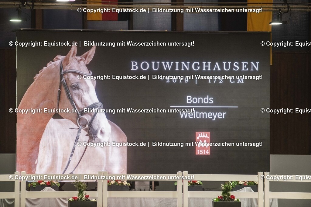 20240302_Hengstvorstellung_Marbach_TOMsPiC_0509 | equistock