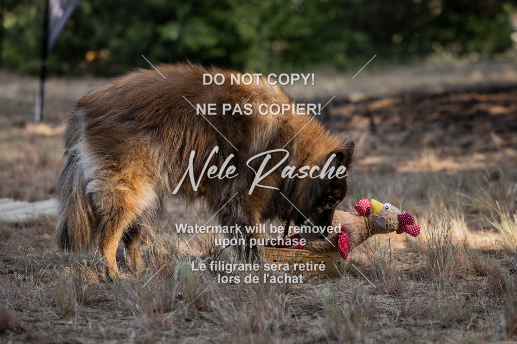 nelerasche_soDD1_10 | nelerasche