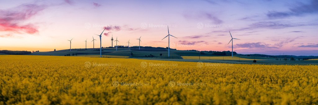 Stötten hinter Rapsfeldern am frühen Morgen | löwenblicke | shop