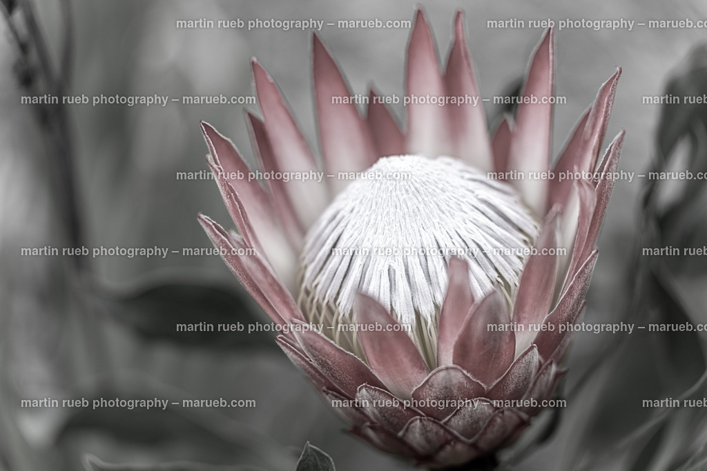 King protea | A South African protea opens up - Realisiert mit Pictrs.com