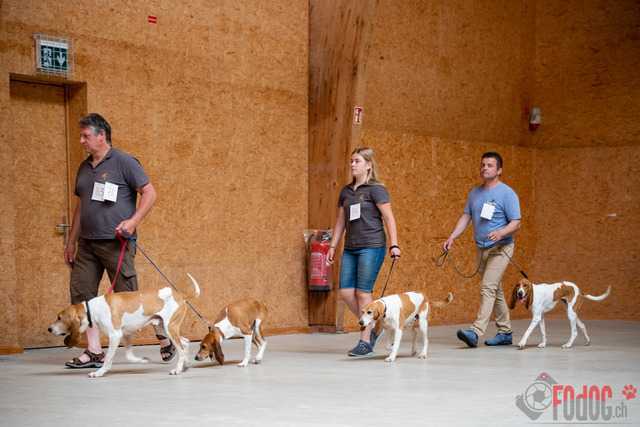 Expo Hunde CAC 2023 Escholznatt | Expo SLC/CCC/CSS (CAC) in Escholzmatt. 03.06.2023 Foto: Leo Wyden