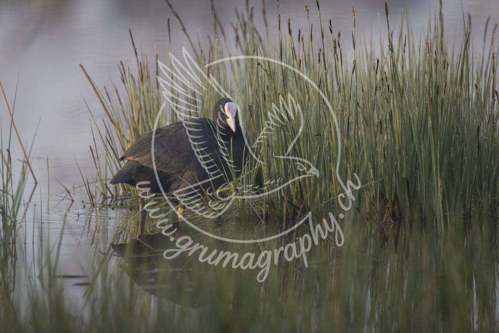 still among reeds - eurasian coot, switzerland | Authentische Landschafts- & Wildtierfotografie aus der Schweiz. Hochwertige Wandbilder, Fine-Art-Prints und Wunschmotive nach Auftrag – sorgfältig entwickelt im Grumagraphy-Style