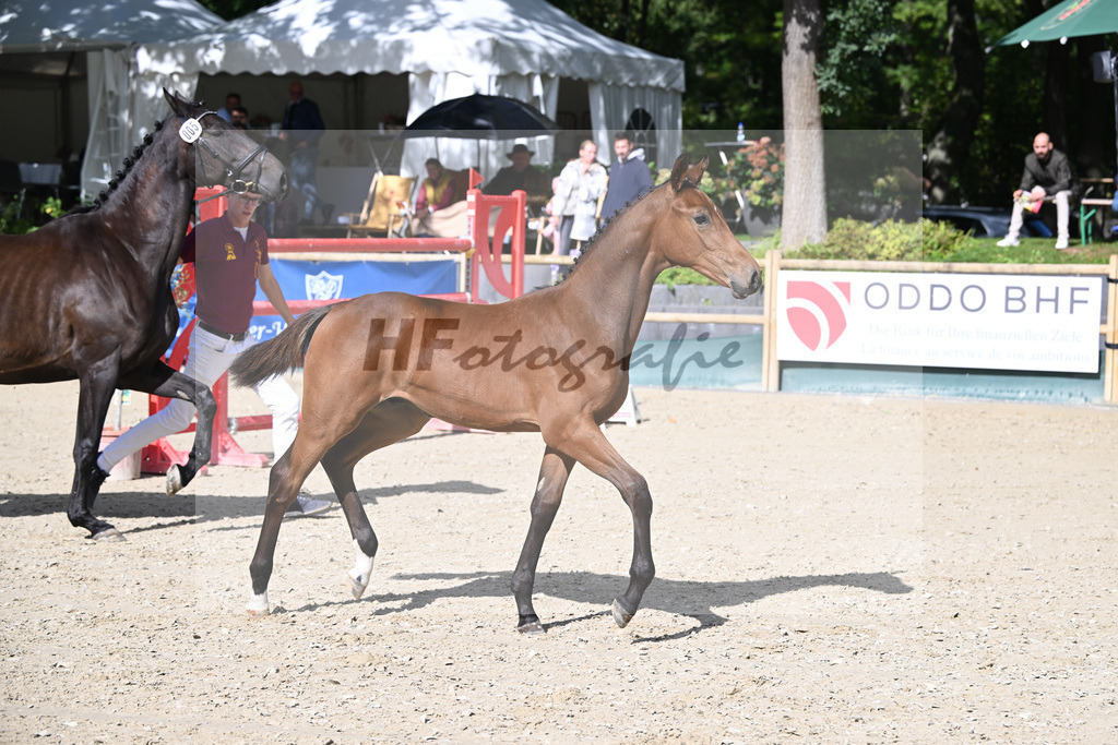 Fohlenauktion Next Chance_49220104 | hf-fotografie - Realisiert mit Pictrs.com