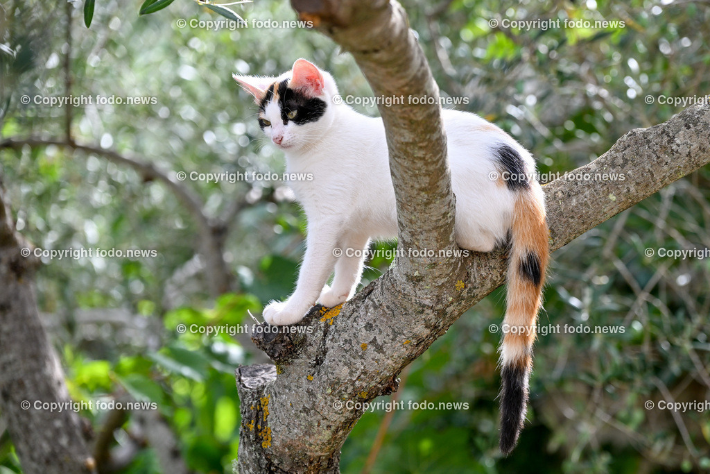 Katze_ Katzen_ 16.10.2024-1 | 16.10.2024, Linz, AUT, Haustier, Katzen, im Bild Haustier, Katze, Katzen, Kater, Stubentiger, Babykatze, Mietze, Fellnase, Tierfotografie, Heimtier