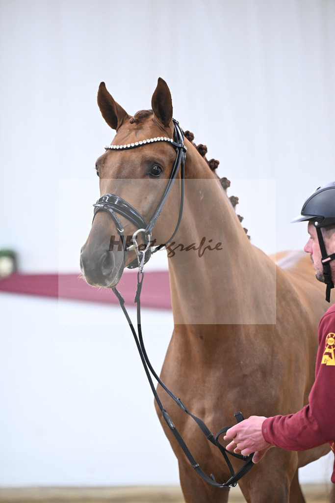 Kat-Nr. 62 Floricello x Zack_MH Pferdezucht u. -sport GmbH_47252351 | hf-fotografie - Realisiert mit Pictrs.com