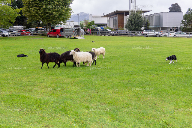 SchaZie-Tag Feldkirchen | Bildershop von pixelworld.at - Realisiert mit Pictrs.com